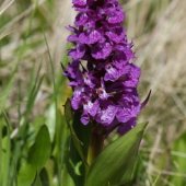 Dactylorrhiza sanasunitensis - Пальчатокоренник санасунитский