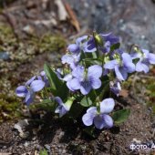 Viola oreades - Фиалка горная