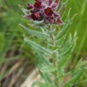 Pulmonaria mollis - Медуница мягкая