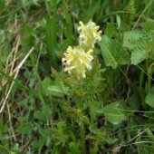 Pedicularis condensata - Мытник сжатый