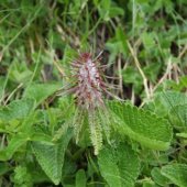 Pedicularis willhelmsiana - Мытник Вильгельмса