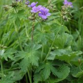 Geranium platypetalum - Герань плосколепестная