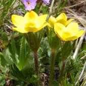 Anemonastrum speciosum - Ветреница видная