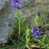 Polygala alpicola - Истод альпийский