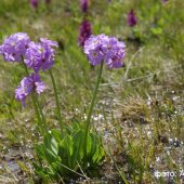 Primula auriculata - Первоцвет (Примула) ушковатый