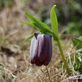 Fritillaria latifolia - Рябчик широколистный