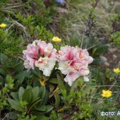 Rhododendron caucasicum - Рододендрон кавказский