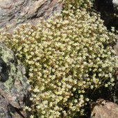 Saxifraga exarata - Камнеломка рыхлая