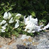 Astragalus levieri - Астрагал Левье