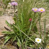 Aster alpinus - Астра альпийская