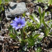 Горечавка джимильская - Gentiana djimilensis