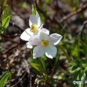 Anemonastrum fasciculatum - Ветреница пучковатая