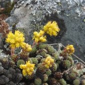 Saxifraga scleropoda - Камнеломка сухоногая