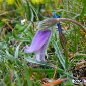 Pulsatilla violacea - Сон фиолетовый