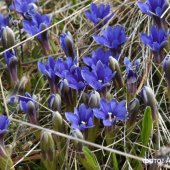 Gentiana angulosa - Горечавка угловатая