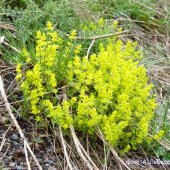 Cruciata rugosa - Круциата морщинистая