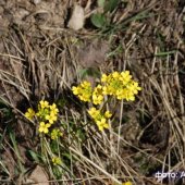 Draba sibirica - Крупка сибирская