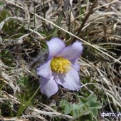 Pulsatilla violaceae - Сон фиолетовый