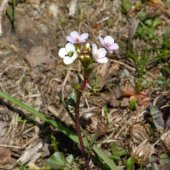 Cardamine seidlitziana - Сердечник Зейдлица