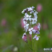 Hesperis caucasica - Вечерница кавказская