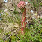 Sempervivum caucasicum - Молодило кавказское