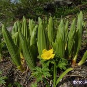 Trollius ranunculinus+Verathrum lobelianum - Купальница лютичная +Чемерица Лобеля