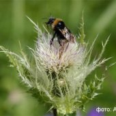 Cirsium obvallatum - Бодяк окутанный