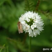 Traunsteinera sphaerica - Траунштейнера сферическая