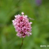 Bistorta carnea - горец мясо-красный