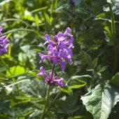 Betonica macrantha - Буквица крупноцветковая