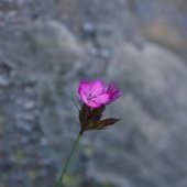 Dianthus ruprechtii - Гвоздика Рупрехта