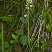 Pyrola rotundifolia - Грушанка круглолистная