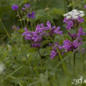 Betonica macrantha C.Koch - Буквица крупноцветковая