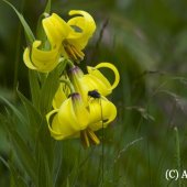 Lilium kesselringianum Miscz. - Лилия Кессельринга