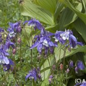 Aquilegia caucasica - Водосбор кавказский