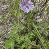 Geranium renardii - герань Ренарда