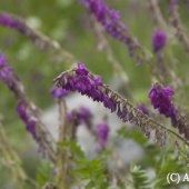 Hedysarum caucasicum Bieb. - Копеечник кавказский