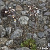 Saxifraga cartilaginea - Камнеломка хрящеватая